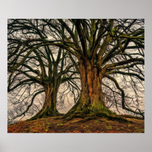 Old Oak Tree in Winter Poster