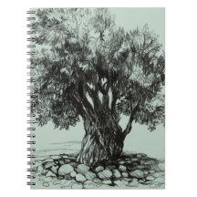 Old Olive tree