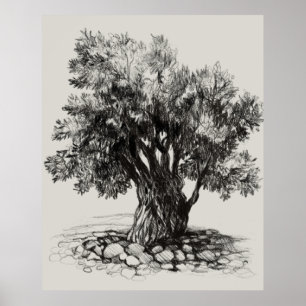 Old olive tree poster