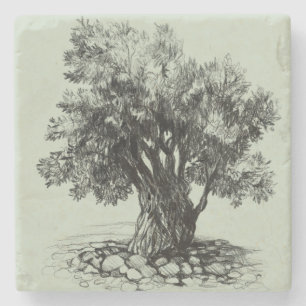 Old olive tree stone coaster