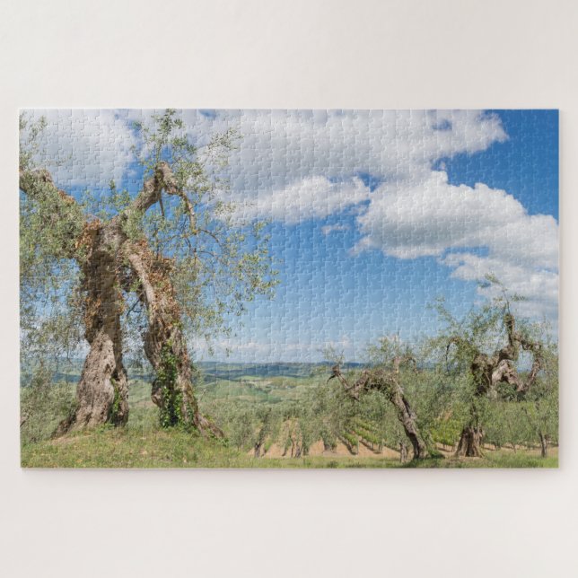 Old olive trees in a landscape in Tuscany Jigsaw Puzzle (Horizontal)