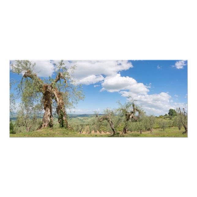 Old olive trees in a landscape in Tuscany Photo Print (Front)