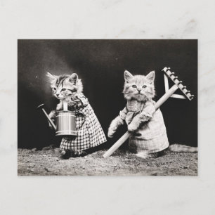 Old photo of gardener cats postcard