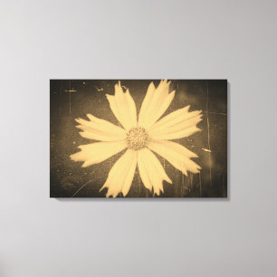Old photo Yellow Cosmos Flower Close-up Canvas Print