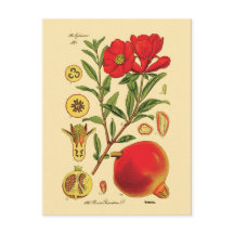 Old Pomegranate Illustration