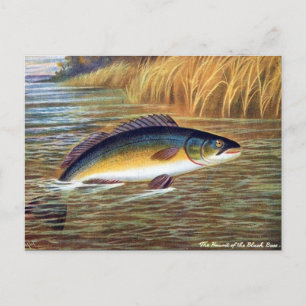 Old Postcard - Black Bass