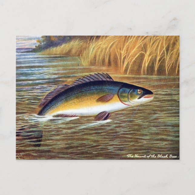 Old Postcard - Black Bass (Front)