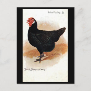 Old Postcard - Black Minorca Hen