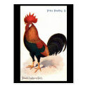 Old Postcard - Brown Leghorn Cock.
