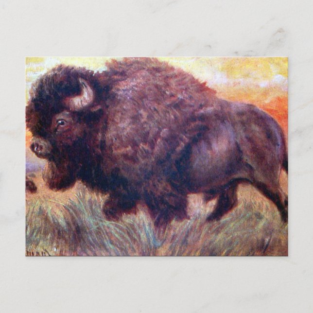 Old Postcard - Buffalo (Front)
