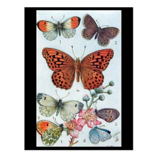 Old Postcard - Butterflies