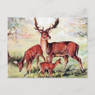 Old Postcard - Fallow Deer