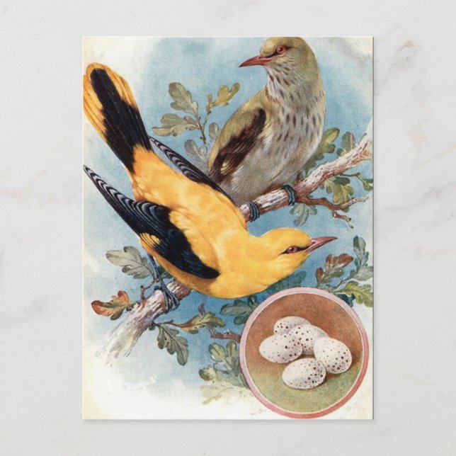 Old Postcard - Golden Oriole (Front)