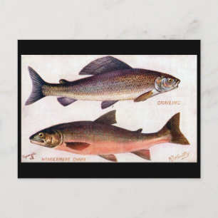 Old Postcard - Grayling & Windermere Charr
