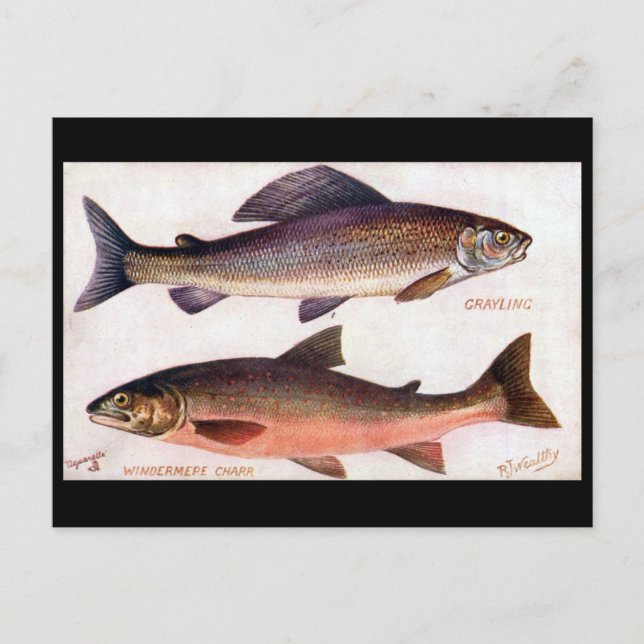 Old Postcard - Grayling & Windermere Charr (Front)