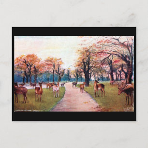 Old Postcard - Greenwich Park, London