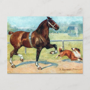 Old Postcard - Hackney Stallion
