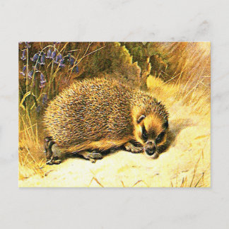 Old Postcard - Hedgehog