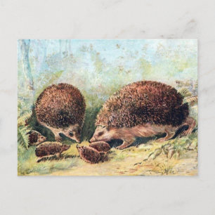 Old Postcard - Hedgehogs