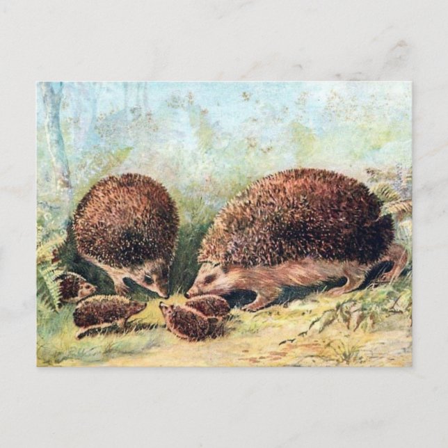 Old Postcard - Hedgehogs (Front)