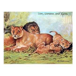 Old Postcard - Lions