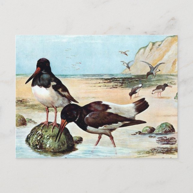 Old Postcard - Oyster Catcher (Front)
