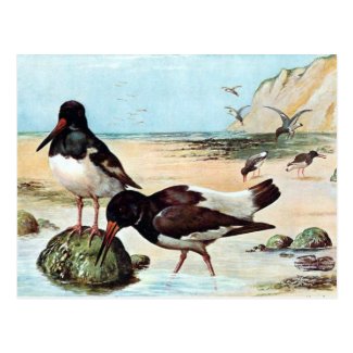 Old Postcard - Oyster Catcher