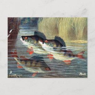 Old Postcard - Perch