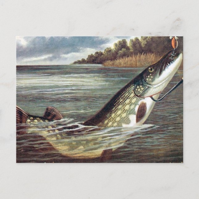 Old Postcard - Pike (Front)