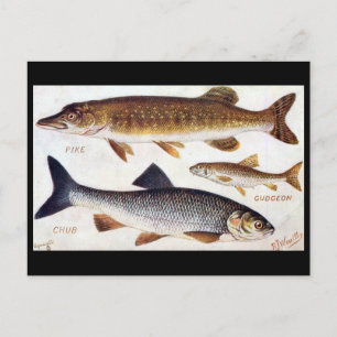 Old Postcard - Pike, Gudgeon and Chub