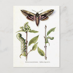 Old Postcard - Privet Hawk Moth