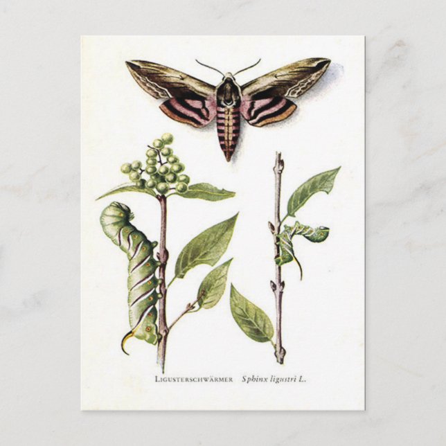 Old Postcard - Privet Hawk Moth (Front)