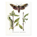 Old Postcard - Privet Hawk Moth