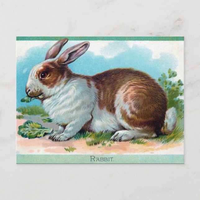 Old Postcard - Rabbit (Front)