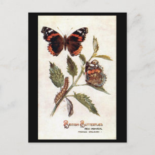 Old Postcard - Red Admiral