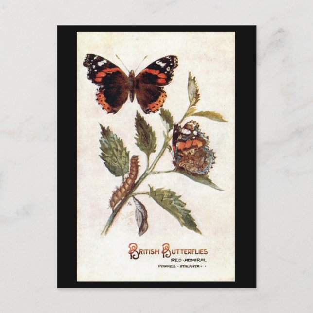 Old Postcard - Red Admiral (Front)