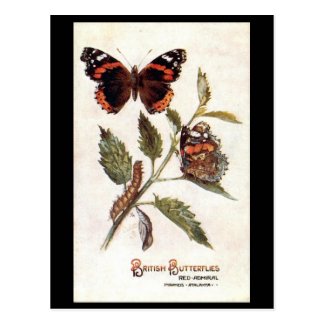 Old Postcard - Red Admiral