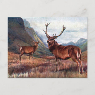 Old Postcard - Red Deer
