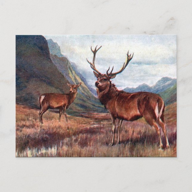 Old Postcard - Red Deer (Front)