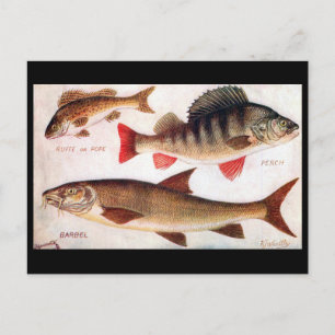 Old Postcard - Ruffe, Perch and Barbel