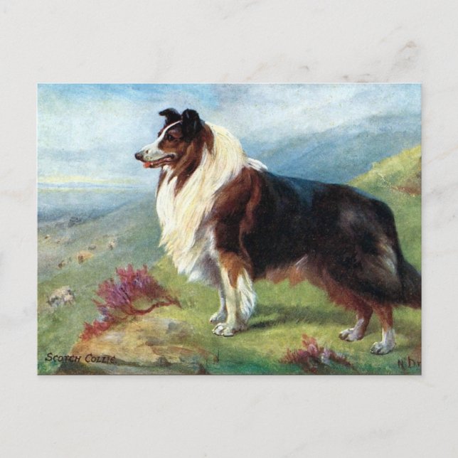 Old Postcard - Scotch Collie (Front)