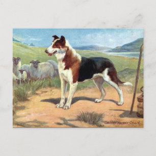 Old Postcard - Smooth Haired Collie