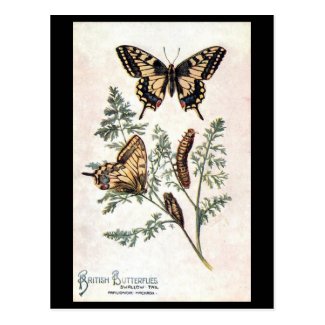 Old Postcard - Swallow Tail