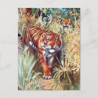 Old Postcard - Tigers