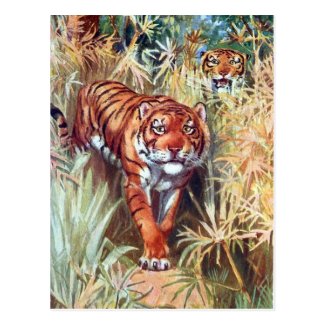 Old Postcard - Tigers