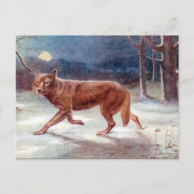Old Postcard - Wolf (Front)
