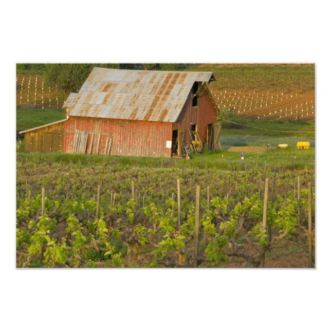 Old red barn at the edge of Zinfandel vineyard Photo Print (Front)