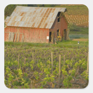 Old red barn at the edge of Zinfandel vineyard Square Sticker