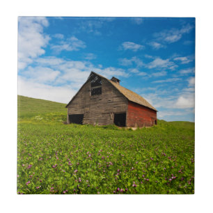 Old, red barn in field of chickpeas tile