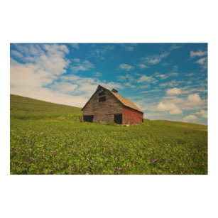 Old, red barn in field of chickpeas wood wall art